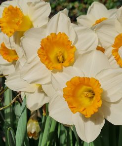 Narcissus – Div. 01 (tromboni) ORANGE SUNSET 1 W-YYO
