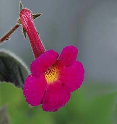 Achimenes HARRY WILLIAMS