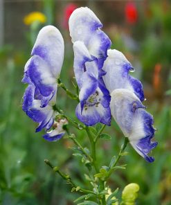Aconitum (ACONITO) cammarum ‘Bicolor’