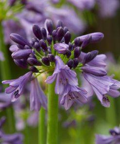 Agapanthus (AGAPANTO) POPPIN PURPLE in vaso