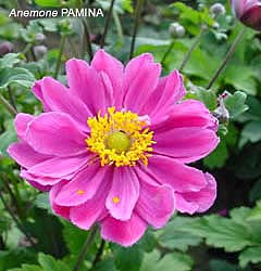 Anemone (giapponese) hybrida PAMINA