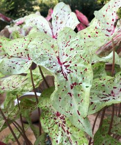 Caladium MISS MUFFET