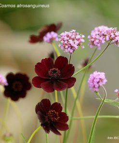 Cosmos atrosanguineus