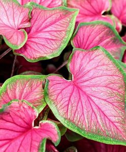 Caladium FLORIDA SWEETHEART