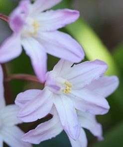 Chionodoxa (Scilla) forbesii PINK GIANT