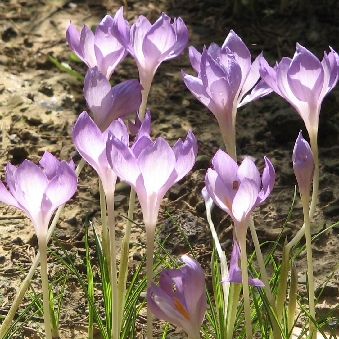 Crocus goulimyi - immagine 2