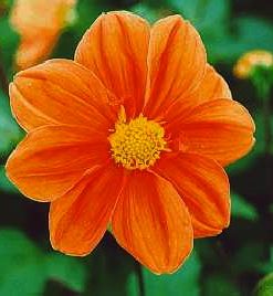 Dahlia (mignon) G.F.HEMERIK