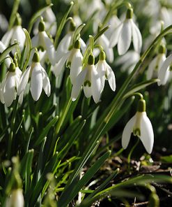 Galanthus nivalis