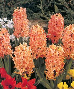 Hyacinthus  orientalis GIPSY QUEEN