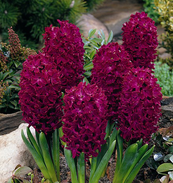 Hyacinthus orientalis WOODSTOCK - immagine 2