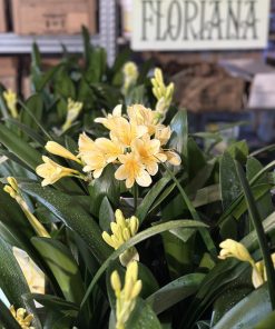 Clivia (v) miniata ‘Citrina’