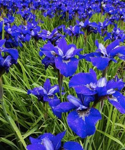 Iris sibirica BLUE BIRD