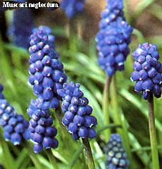 Muscari neglectum