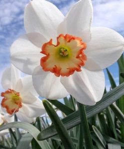 Narcissus – Div. 03 (parvocoronati) AUDUBON  3 W-WWP