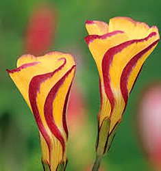 Oxalis versicolor GOLDEN CAPE
