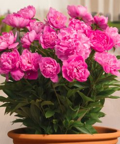 Paeonia (PEONIE) lactiflora ROMA