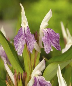 Roscoea beesiana