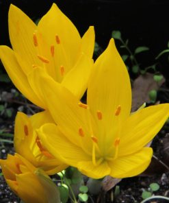 Sternbergia  lutea