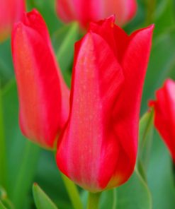 Tulipa – Gruppo 13 (fosteriane) SPRING PEARL
