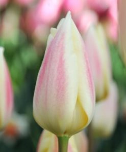 Tulipa – Gruppo 13 (fosteriane) SILK SURPRISE
