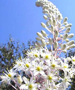 Urginea (Drimia) maritima